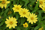 Yellow Profusion Flower Seeds for Planting - 100 pcs for planting in your garden.