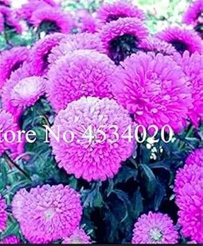 Heirloom Non-GMO Mixed Chinese Aster Flower Seeds for Planting – Vibrant Colorful Garden Blooms Dhara Seeds