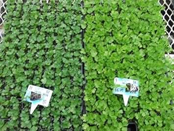 Celery (Apium graveolens) Seeds for Planting – Heirloom, Non-GMO Green