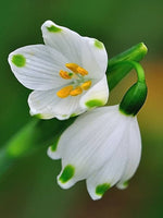 Snowdrop – delicate flowering plant for planting in winter garden