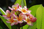 Heirloom Non-GMO Pink Yellow Egg Flower Seeds for Planting – Unique Colorful Blooms for planting in your garden.