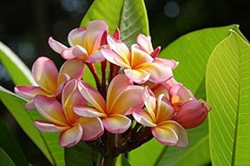 Heirloom Non-GMO Pink Yellow Egg Flower Seeds for Planting – Unique Colorful Blooms for planting in your garden.