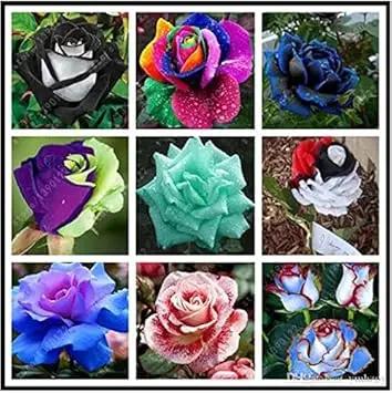 Mixed Rose Rainbow Bonsai Plant Seeds - Heirloom, Non-GMO Garden Seeds for Planting Dhara Seeds