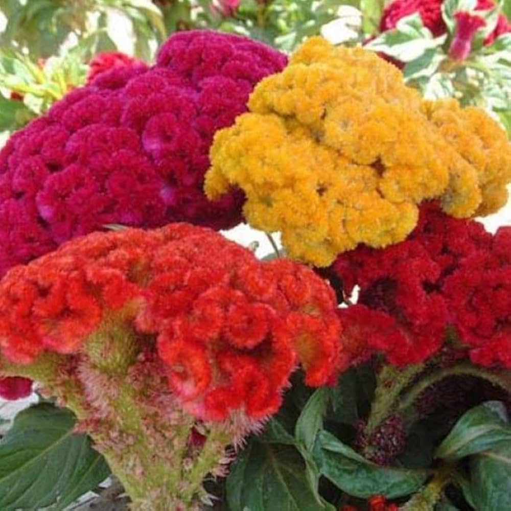 Cockade Flower Seeds – American Heirloom Perennial for Wildflower Gardens