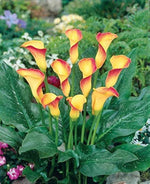 Calla Flower Seeds Red Yellow for Planting, NON GMO Seeds Dhara Seeds