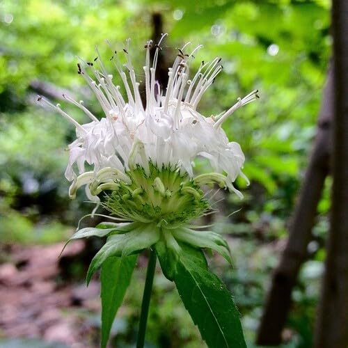 Giant Monarda Flower White Growing