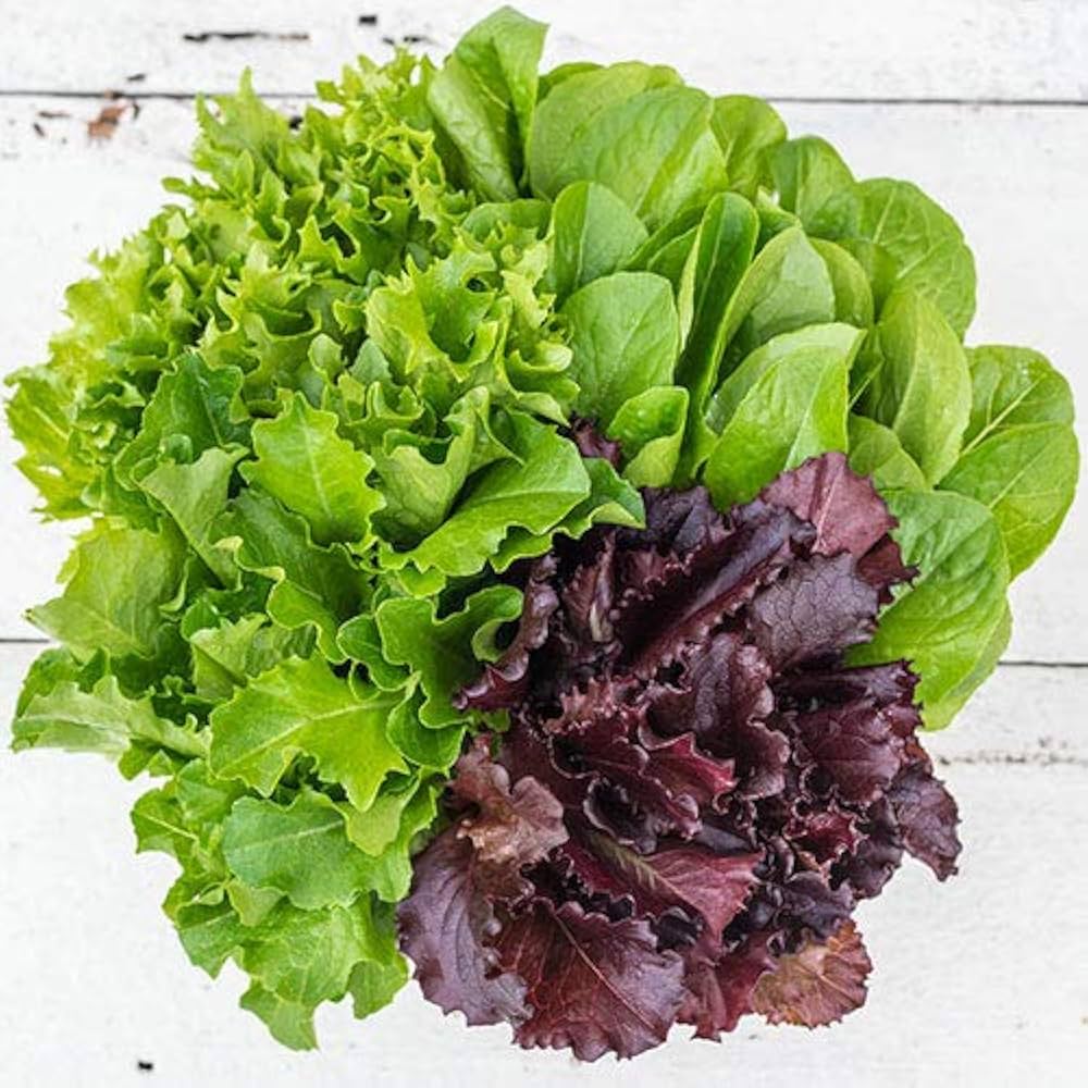 Green Salad Seeds for Planting - heirloom & Non-GMO Seeds