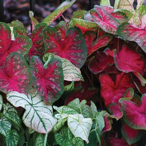 Mixed Caladium Flower - Heirloom, Non - Gmo Seeds