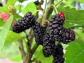 Mulberry fruit seed set