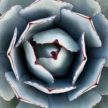 Green Agave Parryi Planting Seeds for Garden NON GMO Seeds Dhara Seeds