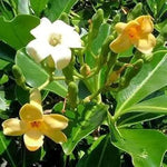 Pua Kenikeni Perfume Flower Seeds for Planting - Heirloom, NON-GMO Fragrant Garden Seeds for planting in home garden