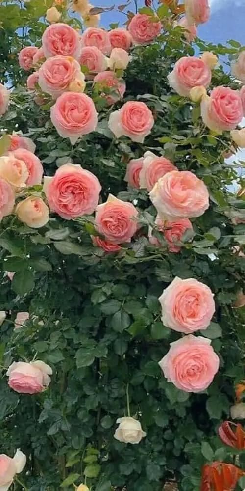 Peach Climbing Rose Plant Seeds Non-GMO Heirloom Garden Seeds for Planting Beautiful Flowers Dhara Seeds