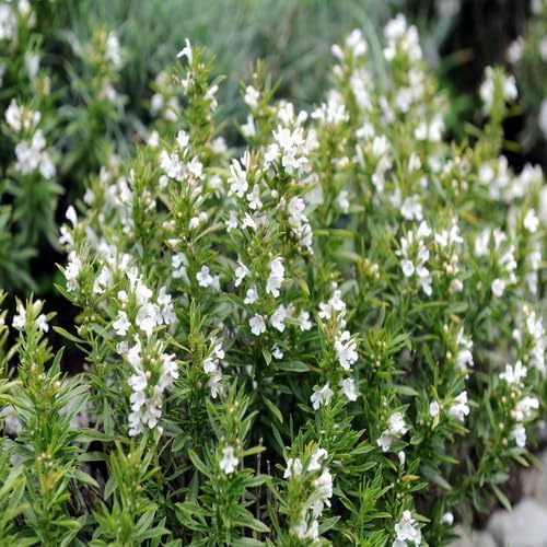 White Satureja Flower - Heirloom, Non - Gmo Seeds