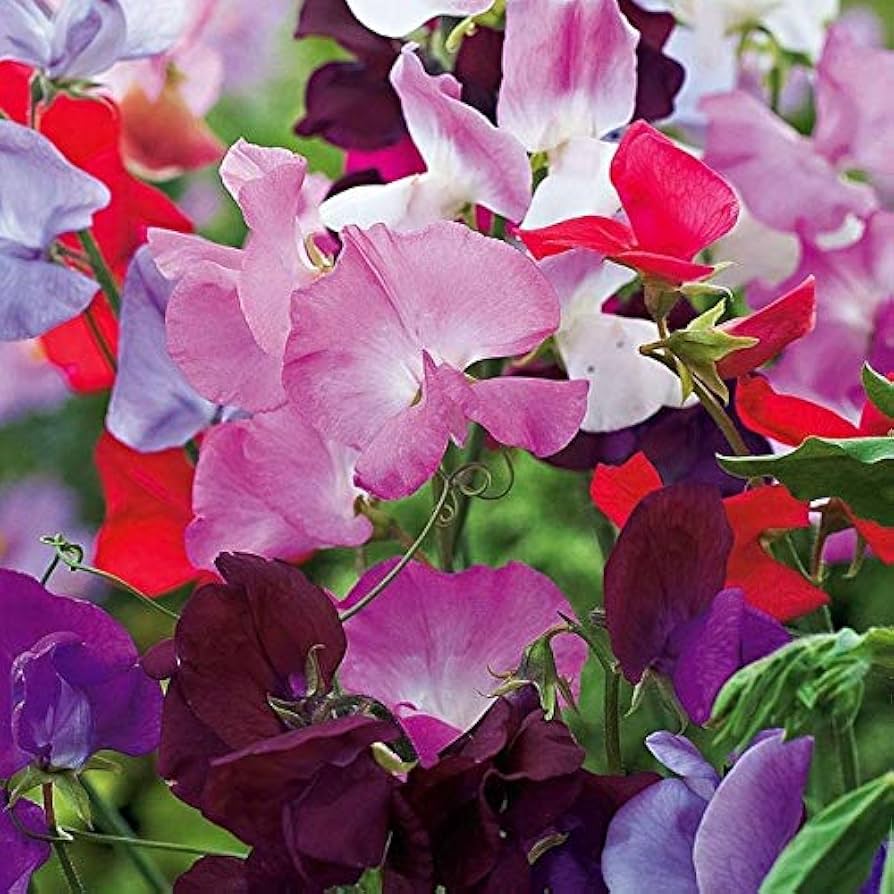 Early Multiflora Mix Sweet Pea Seeds for Planting flower bed
