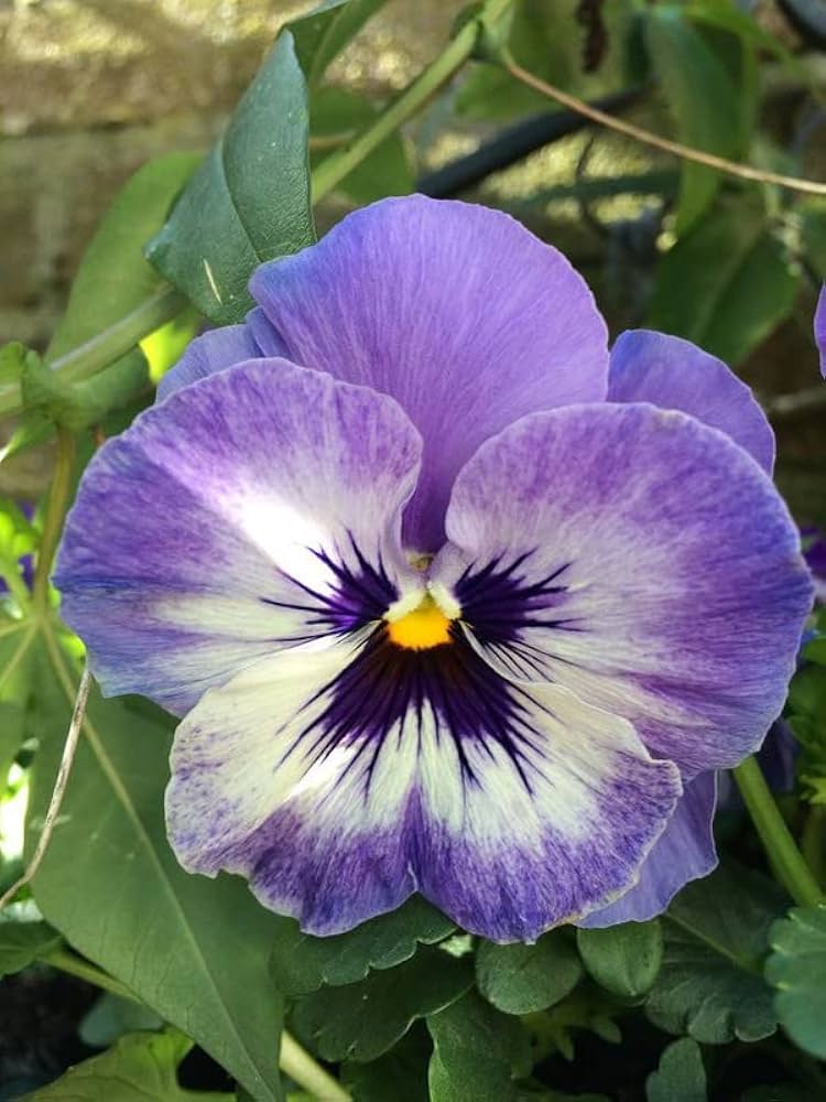 F Pansy Pure Blue Flower Seeds – Packets of - Seeds for Growing Vibrant Pansy Flowers in Blue