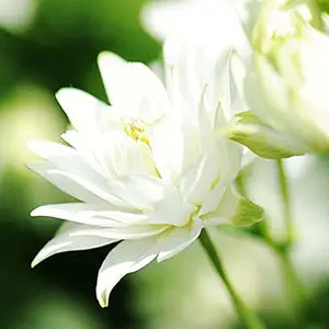 Double White Barlow Columbine for garden planting