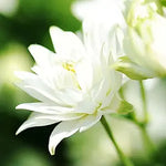 Double White Barlow Columbine for flower garden planting