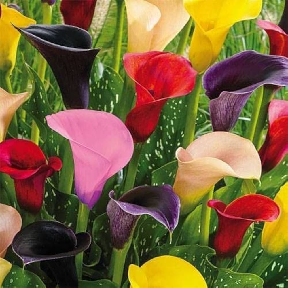 Calla Lily Bulbs Zantedeschia Flower Bulbs for Planting
