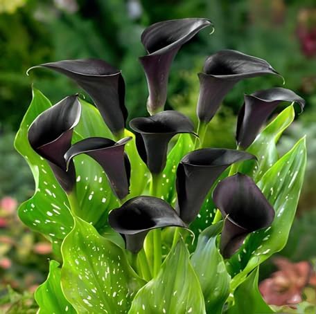 Black Calla Lily Flower - Heirloom, Non - Gmo Seeds