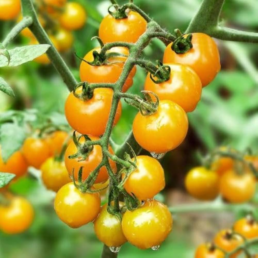 Tomato Solanum lycopersicum Yellow variety vegetable seeds for planting in home garden or grow bags