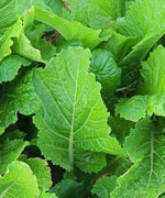 Florida Mustard Brassica juncea for planting in vegetable patch