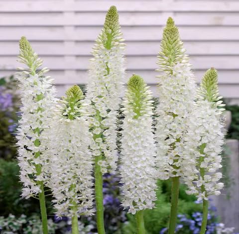 White Eremurus Flower