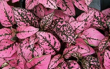 Pink Polka Heirloom Non Gmo Image