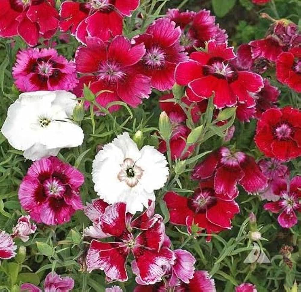 Dianthus Dianthus chinensis flower seeds for planting in home garden and borders