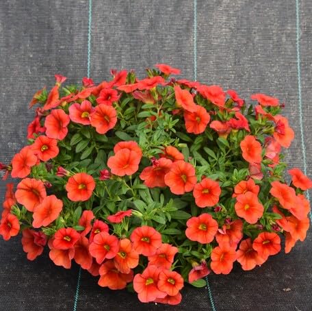 Orange Calibrachoa Flower - Heirloom, Non - Gmo Seeds