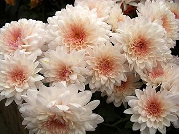 White Pink Chrysanthemum Flower Seeds for Planting - NON GMO Seeds for planting in your garden.