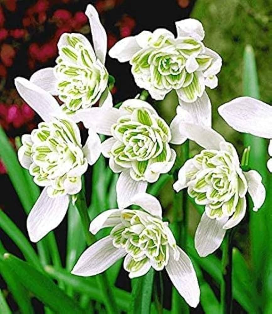 Rare Scented Snowdrops (Galanthus nivalis 'Flore Pleno') Flower Seeds for Planting seeds for planting in home garden
