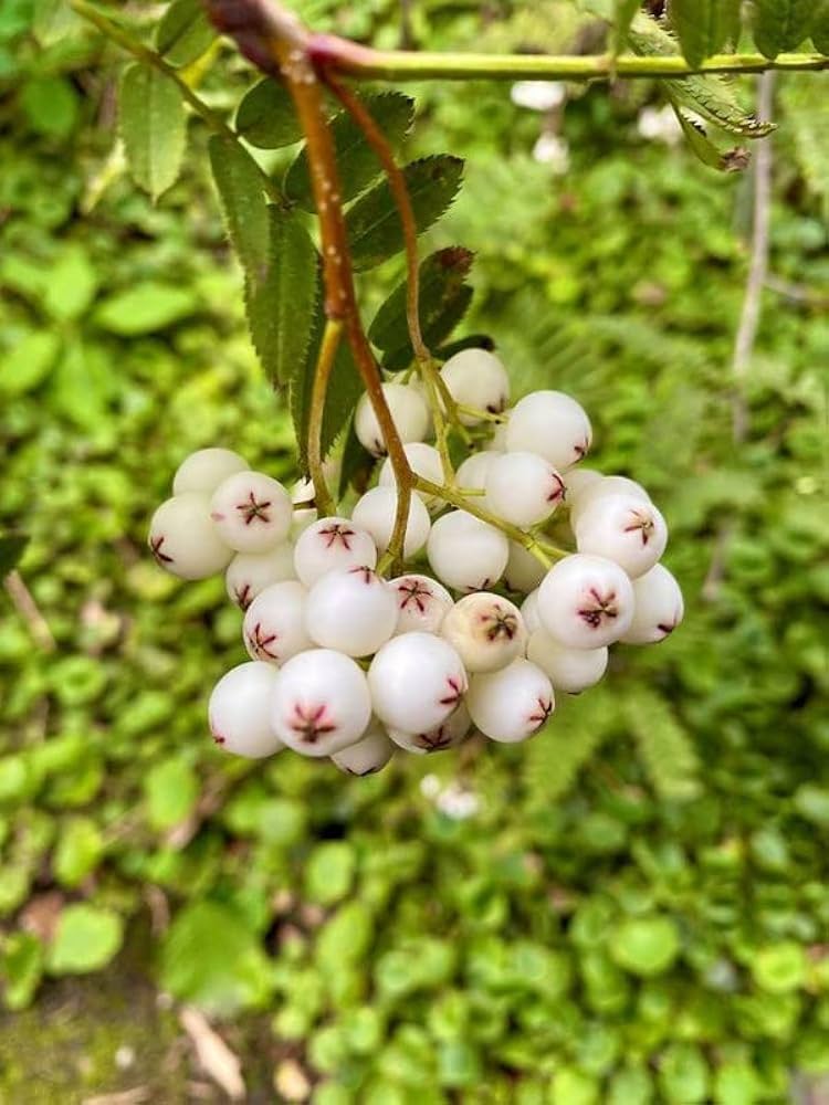 White Currant Seeds True Champagne Berry Currant Fruit Seeds/Pack Professional Pack