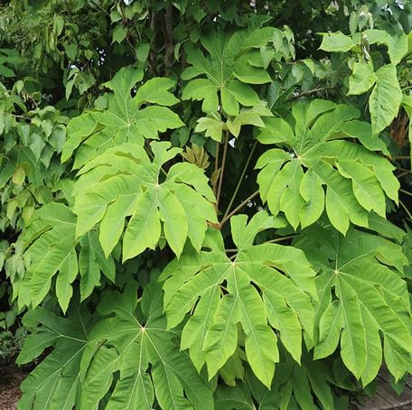Green Tetrapanax - Heirloom, Non - Gmo Seeds