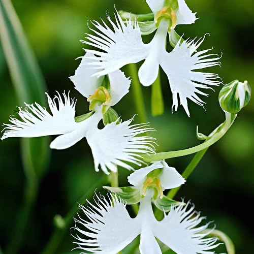 White Pecteilis Flower - Heirloom, Non - Gmo Seeds