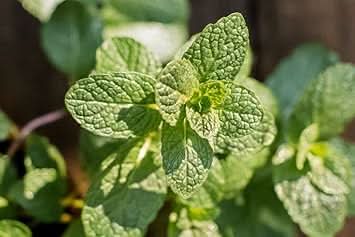 Mint Mentha spp. seeds for garden planting