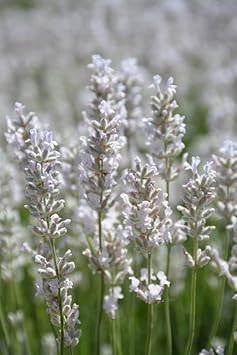 Lavender Flower White - Heirloom, Non - Gmo Seeds