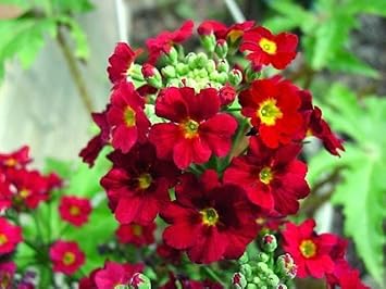 Primula Malacoides Red Flower Seeds – Heirloom Non-GMO Seeds for Garden Planting