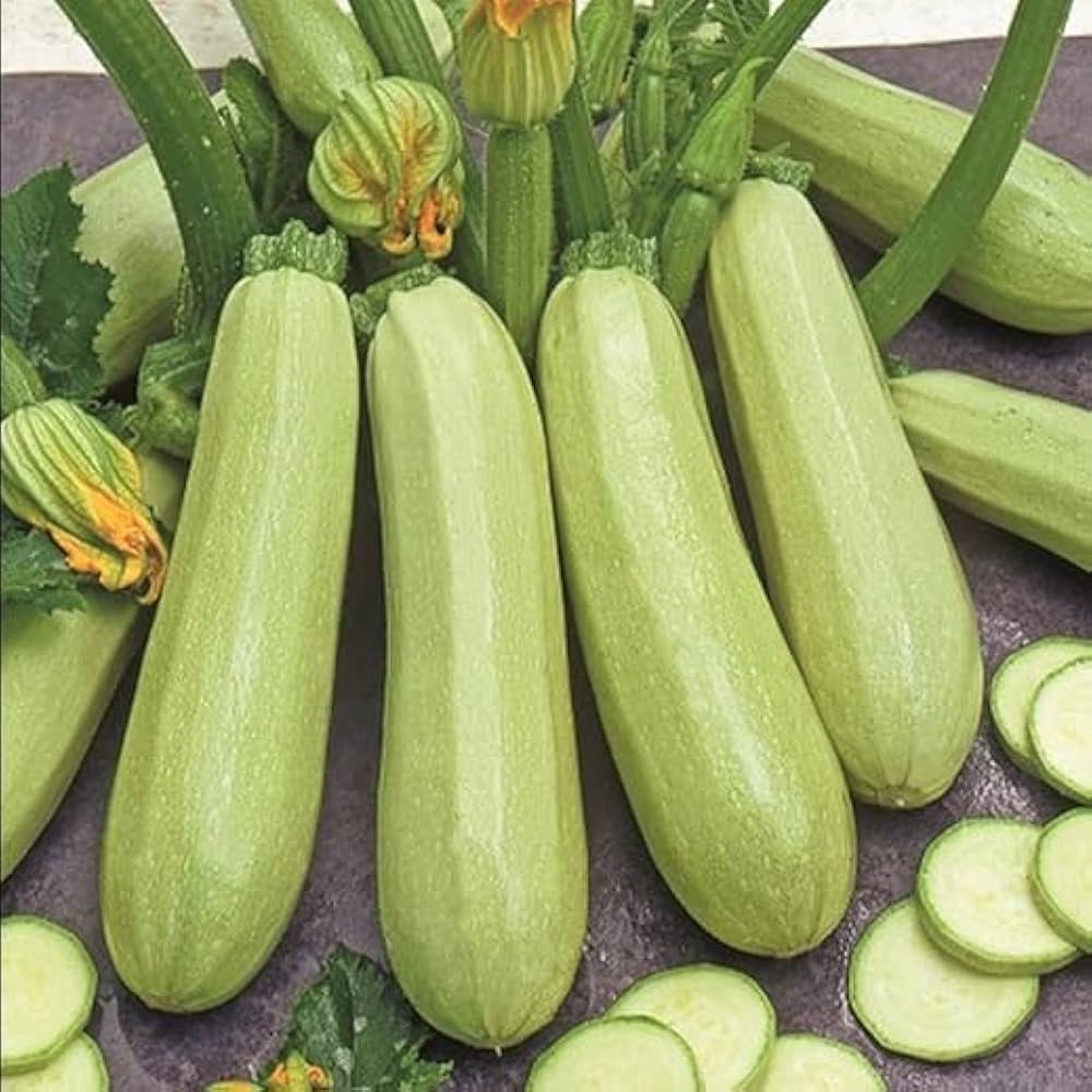 Zucchini Squash Seeds for Planting Cucurbita pepo for Home Garden and Vegetable Patch