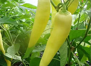  bright yellow, elongated Hungarian Wax peppers on plant

