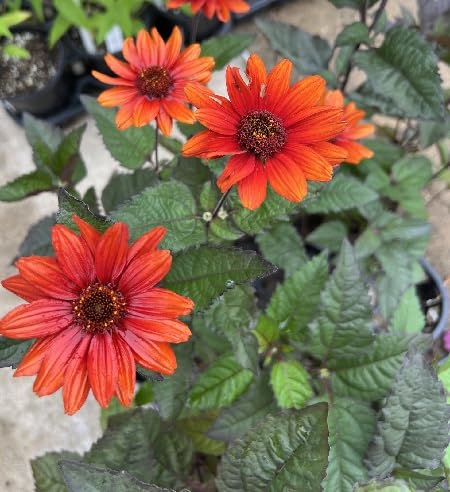Heliopsis Flower Orange - Heirloom, Non - Gmo Seeds