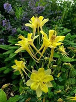 Akelei Pflanze Flower Seeds for Planting - NON GMO Seeds for planting in home garden