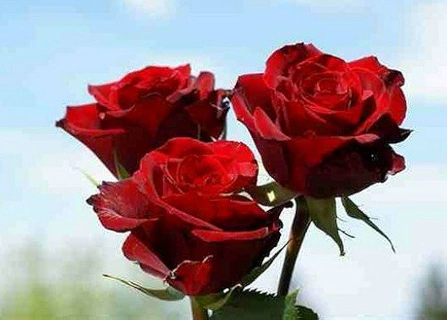 Heirloom Red Roses Fire Bush Seeds
