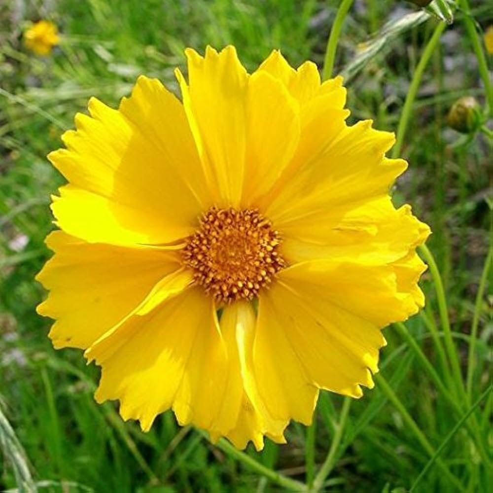 Coreopsis lanceleaf for golden yellow flowers