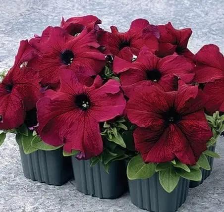 Burgundy Petunia Flower Seeds for Planting - Heirloom, NON-GMO Garden Seeds - Vibrant Blooms Dhara Seeds
