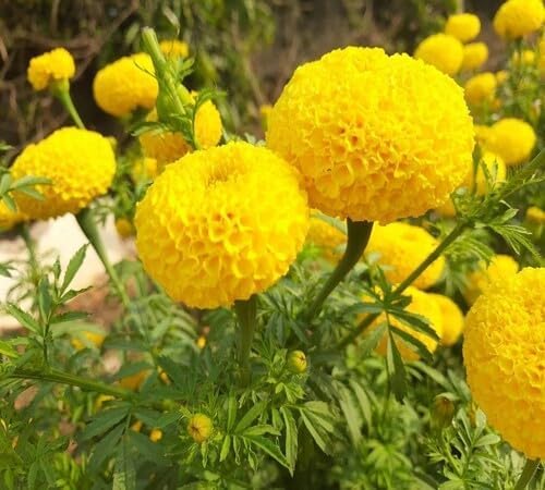 Yellow Marigold Flower - Heirloom, Non - Gmo Seeds