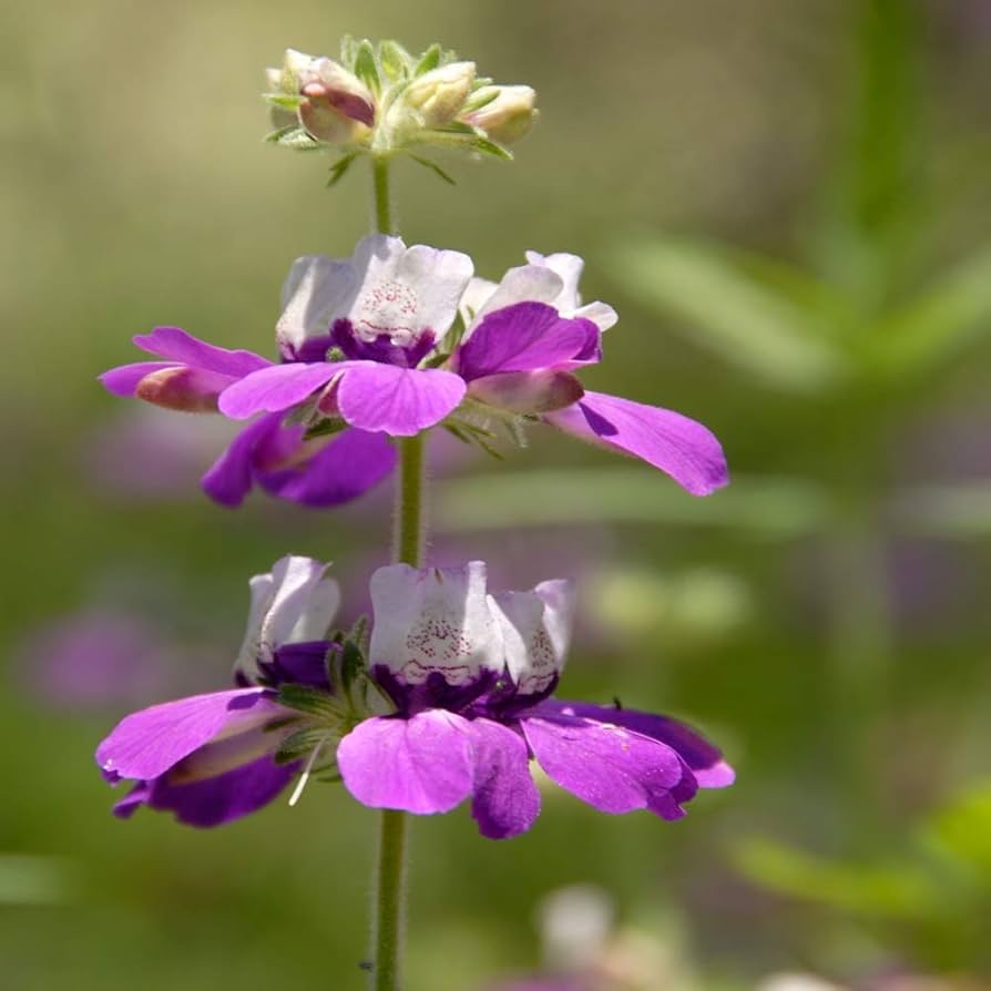 Chinese Houses Flower Seeds Collinsia heterophylla Purple Variety for Planting in Garden Bed