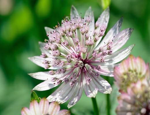 White Astrantia Flower - Heirloom, Non - Gmo Seeds