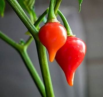 Chupetinha Pepper Seeds for Planting