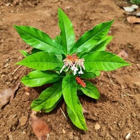 Green Sarpagandha - Heirloom, Non - Gmo Seeds