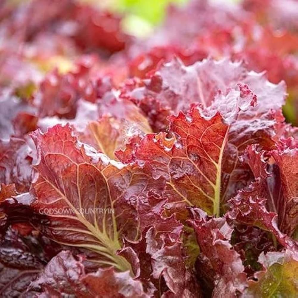 Bronze leaf lettuce – Lactuca sativa – leafy vegetable seed